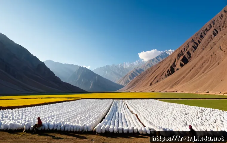 타지키스탄의 주요 수출 품목 - Photorealistic wide view of a sunlit Tajikistan agricultural valley during cotton harvest, neatly ar...